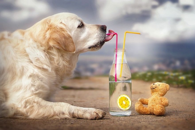 Illustration de l'article : Les aventures de Mali le golden retriever et son ours en peluche (12 photos)