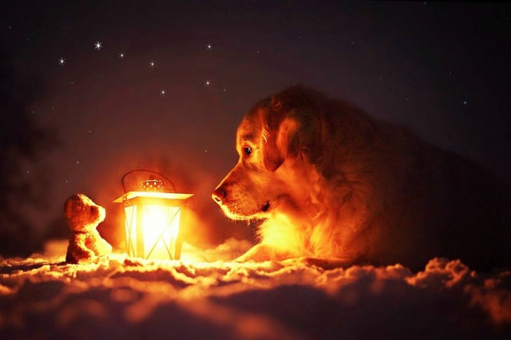 Illustration de l'article : Les aventures de Mali le golden retriever et son ours en peluche (12 photos)