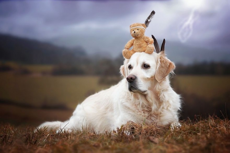 Illustration de l'article : Les aventures de Mali le golden retriever et son ours en peluche (12 photos)