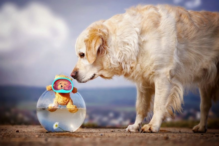 Illustration de l'article : Les aventures de Mali le golden retriever et son ours en peluche (12 photos)