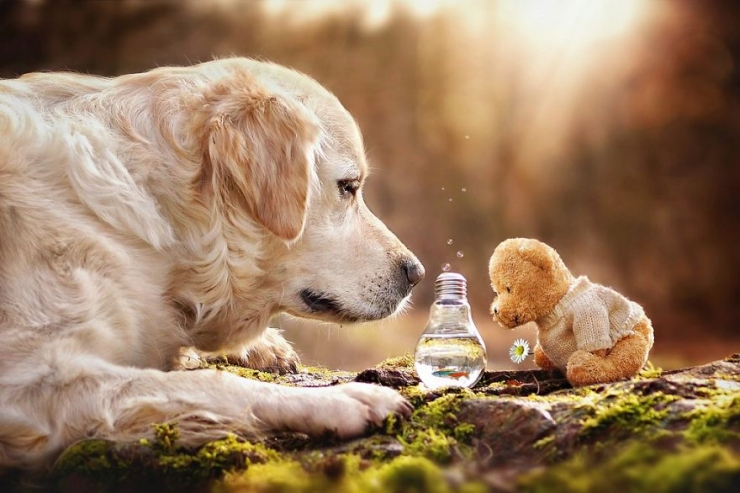 Illustration de l'article : Les aventures de Mali le golden retriever et son ours en peluche (12 photos)