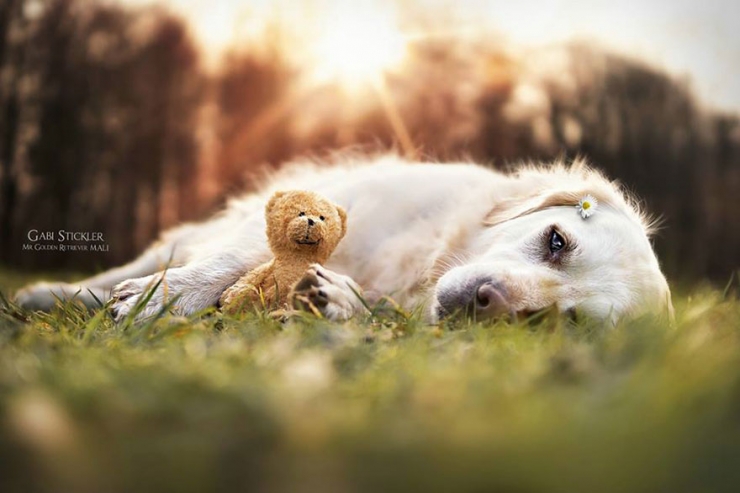 Illustration de l'article : Les aventures de Mali le golden retriever et son ours en peluche (12 photos)