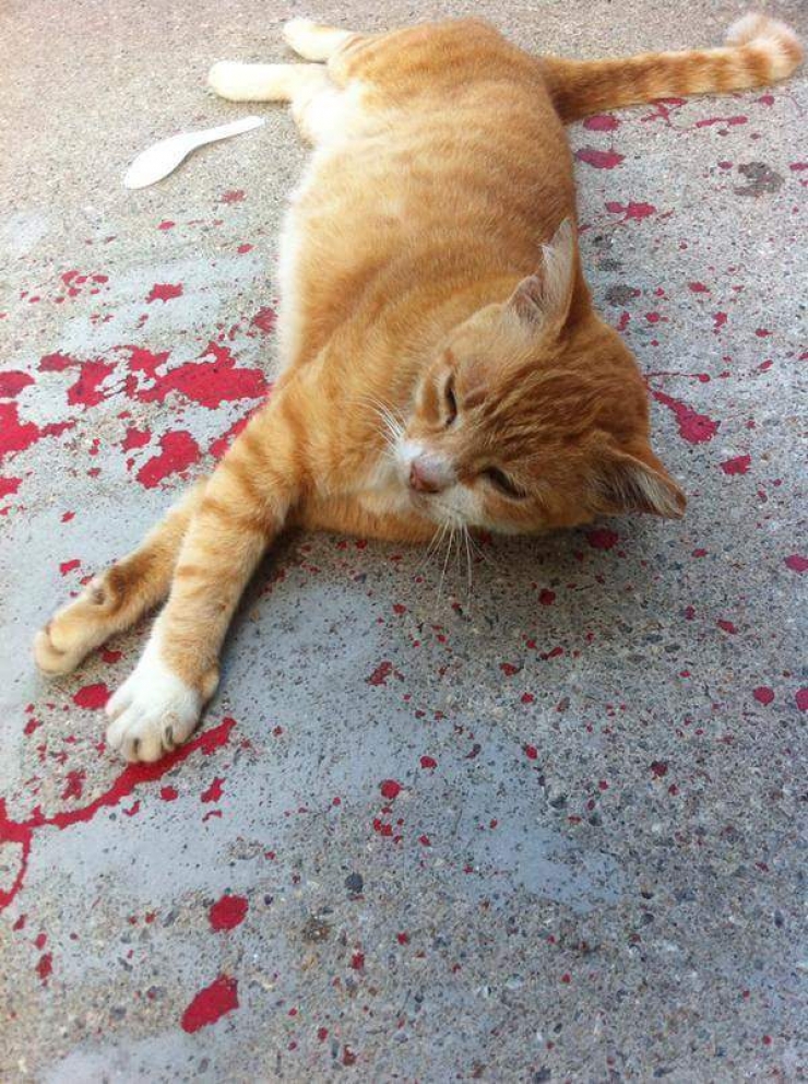 Illustration de l'article : Personne n'avait remarqué ce chat étendu sur le sol. Attendez de connaître la suite !
