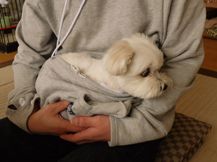 Illustration de l'article : Mewgaroo, le sweat-shirt qui vous permet de garder votre chat près de vous en permanence