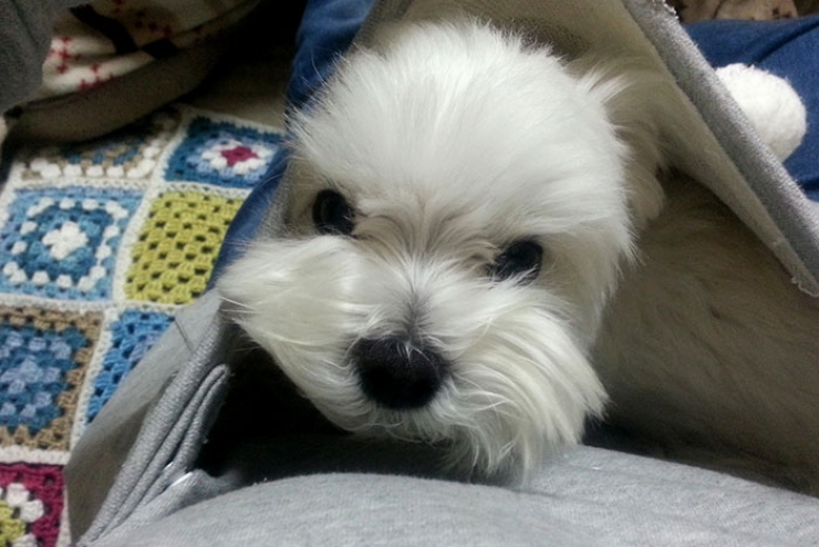 Illustration de l'article : Mewgaroo, le sweat-shirt qui vous permet de garder votre chat près de vous en permanence