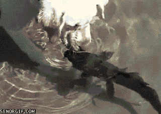 Illustration de l'article : 18 GIFs qui prouvent que le chien est le meilleur ami de tout le monde, et pas que de l'homme