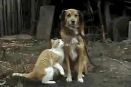 18 GIFs qui prouvent que le chien est le meilleur ami de tout le monde, et pas que de l'homme
