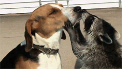 Illustration de l'article : 18 GIFs qui prouvent que le chien est le meilleur ami de tout le monde, et pas que de l'homme