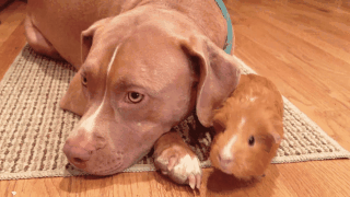 Illustration de l'article : 18 GIFs qui prouvent que le chien est le meilleur ami de tout le monde, et pas que de l'homme