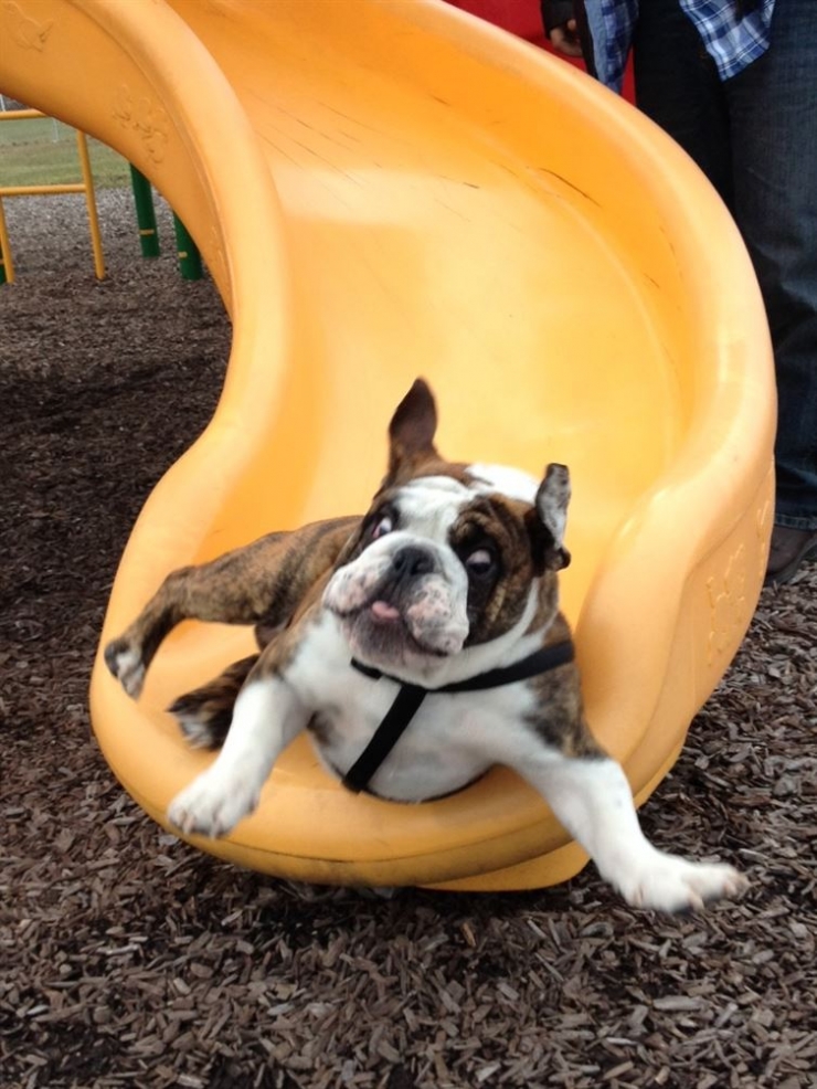 Illustration de l'article : 13 chiens qui apprécient plus ou moins leur passage sur le toboggan