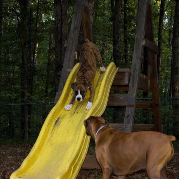 Illustration de l'article : 13 chiens qui apprécient plus ou moins leur passage sur le toboggan