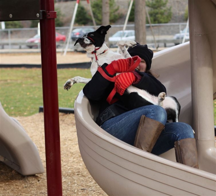 Illustration de l'article : 13 chiens qui apprécient plus ou moins leur passage sur le toboggan