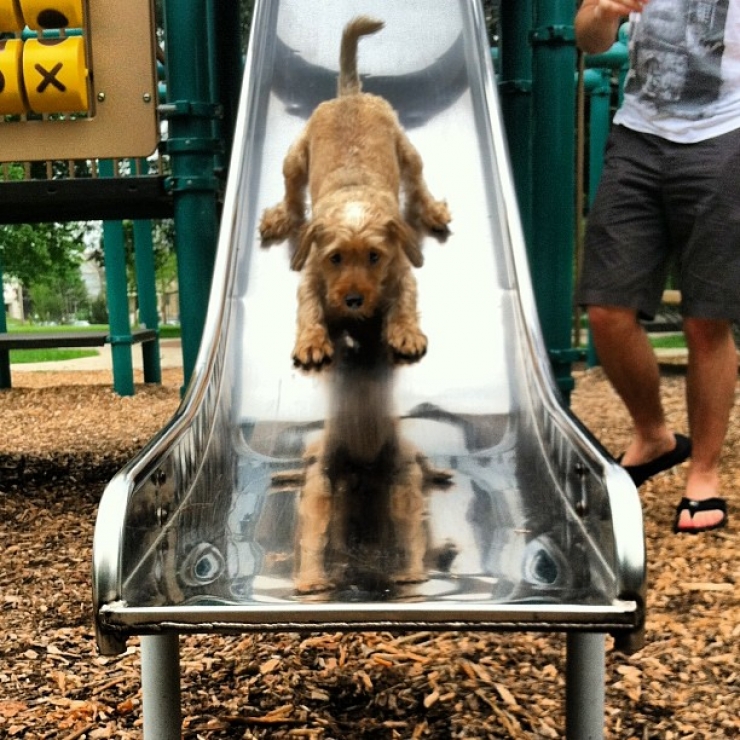 Illustration de l'article : 13 chiens qui apprécient plus ou moins leur passage sur le toboggan