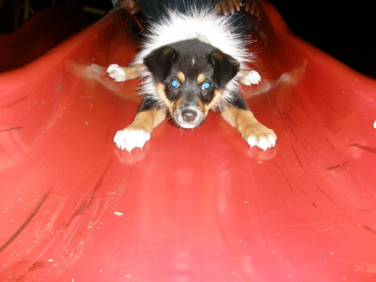 Illustration de l'article : 13 chiens qui apprécient plus ou moins leur passage sur le toboggan
