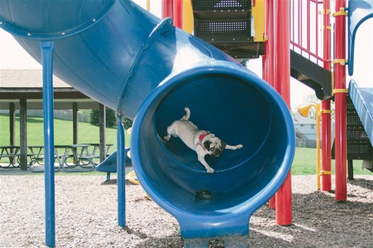 Illustration de l'article : 13 chiens qui apprécient plus ou moins leur passage sur le toboggan