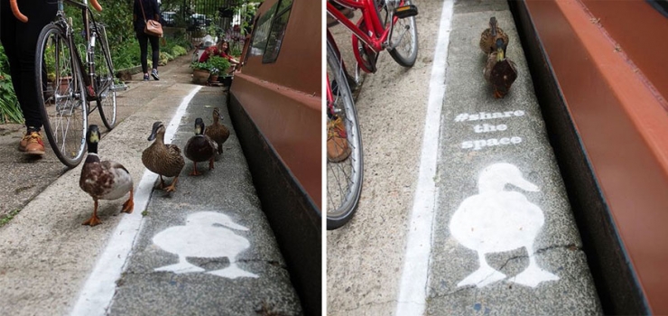 Illustration de l'article : En Angleterre, les canards ont leurs propres couloirs r&eacute;serv&eacute;s dans les rues bordant les canaux