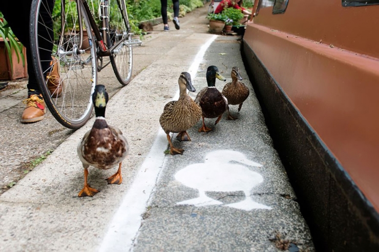 Illustration de l'article : En Angleterre, les canards ont leurs propres couloirs r&eacute;serv&eacute;s dans les rues bordant les canaux