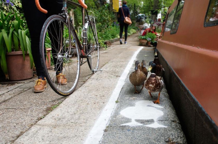 Illustration de l'article : En Angleterre, les canards ont leurs propres couloirs r&eacute;serv&eacute;s dans les rues bordant les canaux