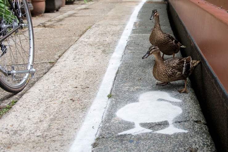 Illustration de l'article : En Angleterre, les canards ont leurs propres couloirs r&eacute;serv&eacute;s dans les rues bordant les canaux