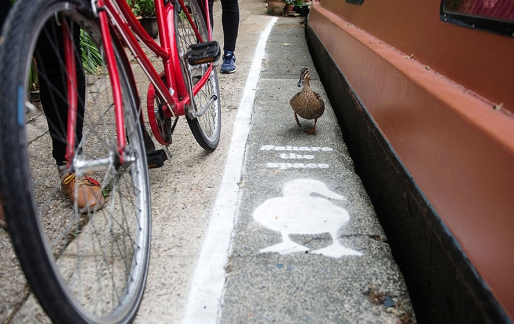 Illustration de l'article : En Angleterre, les canards ont leurs propres couloirs r&eacute;serv&eacute;s dans les rues bordant les canaux