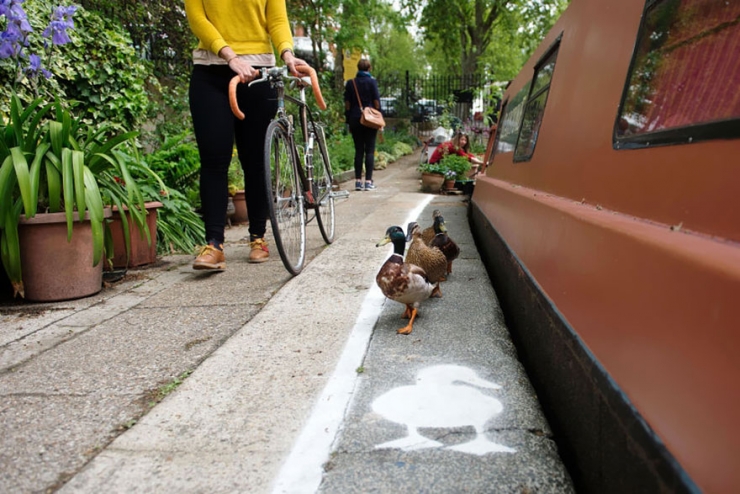 Illustration de l'article : En Angleterre, les canards ont leurs propres couloirs r&eacute;serv&eacute;s dans les rues bordant les canaux