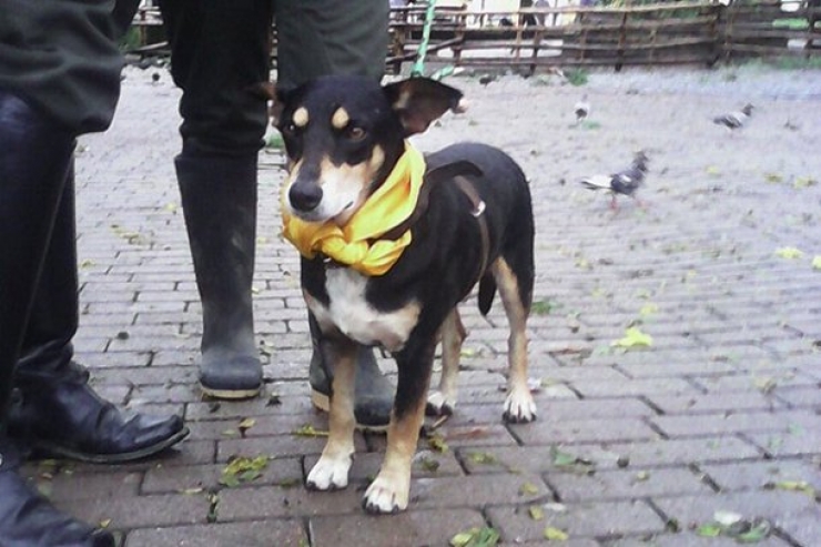 Illustration de l'article : Un policier colombien sauve la vie d'un chien emporté par un puissant torrent