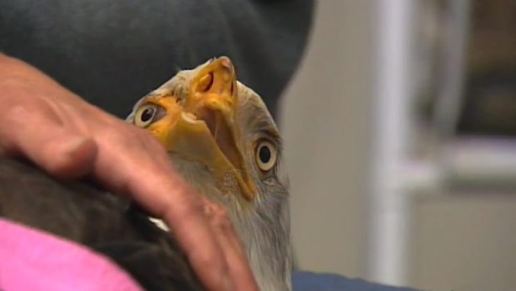 Illustration de l'article : Un pauvre con a tiré une balle à cet aigle. Heureusement pour l'animal, il reste des gens bien sur terre...