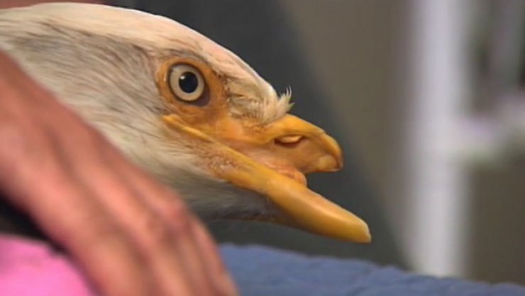 Illustration de l'article : Un pauvre con a tiré une balle à cet aigle. Heureusement pour l'animal, il reste des gens bien sur terre...