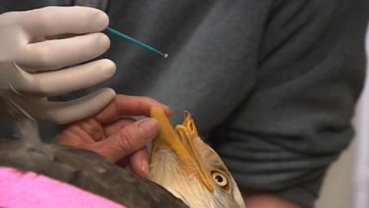 Illustration de l'article : Un pauvre con a tiré une balle à cet aigle. Heureusement pour l'animal, il reste des gens bien sur terre...