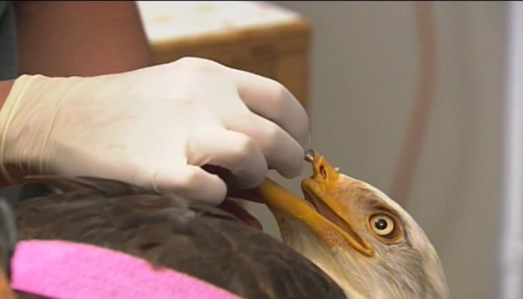Illustration de l'article : Un pauvre con a tiré une balle à cet aigle. Heureusement pour l'animal, il reste des gens bien sur terre...