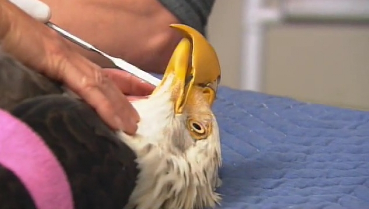 Illustration de l'article : Un pauvre con a tiré une balle à cet aigle. Heureusement pour l'animal, il reste des gens bien sur terre...
