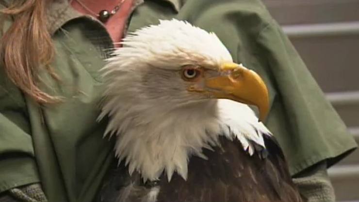 Illustration de l'article : Un pauvre con a tiré une balle à cet aigle. Heureusement pour l'animal, il reste des gens bien sur terre...
