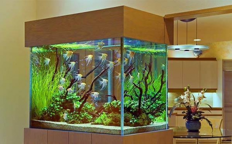 Illustration de l'article : 18 aquariums originaux qu'on r&ecirc;verait tous d'avoir &agrave; la maison&hellip;   