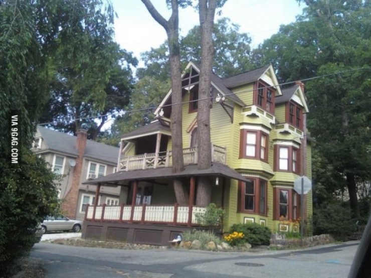 Illustration de l'article : Vous r&ecirc;viez d'avoir un arbre chez vous ? Cette s&eacute;lection est pour vous !