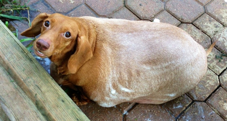 Illustration de l'article : Nourrit de cochonneries et maltrait&eacute; dans son ancien foyer, ce teckel ob&egrave;se perd 20kg !