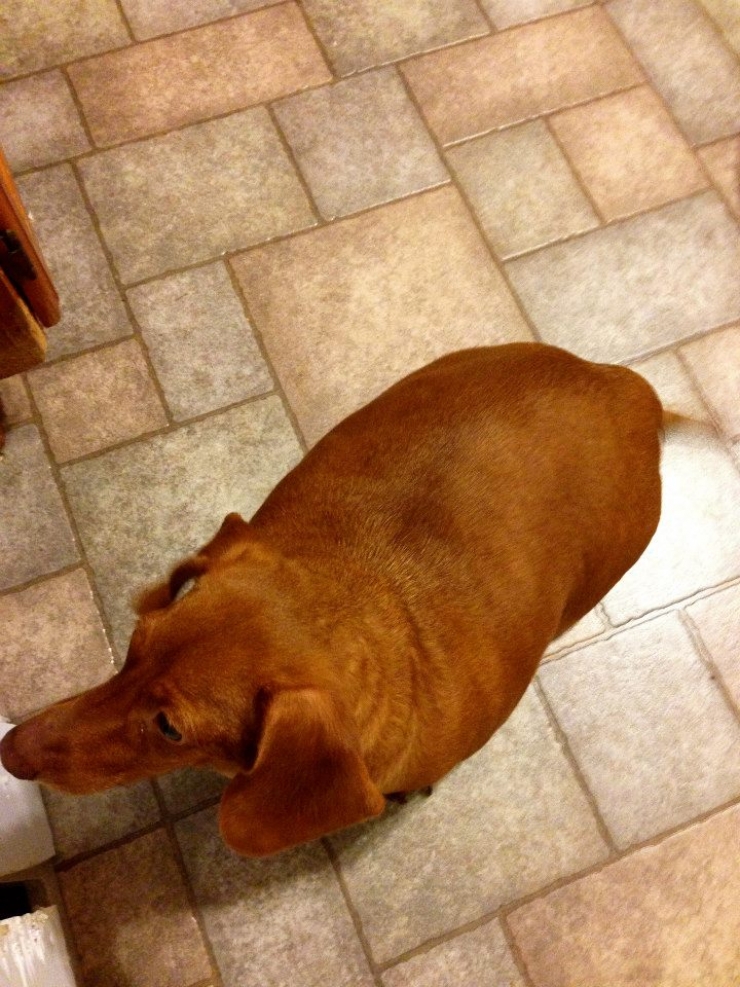 Illustration de l'article : Nourrit de cochonneries et maltrait&eacute; dans son ancien foyer, ce teckel ob&egrave;se perd 20kg !