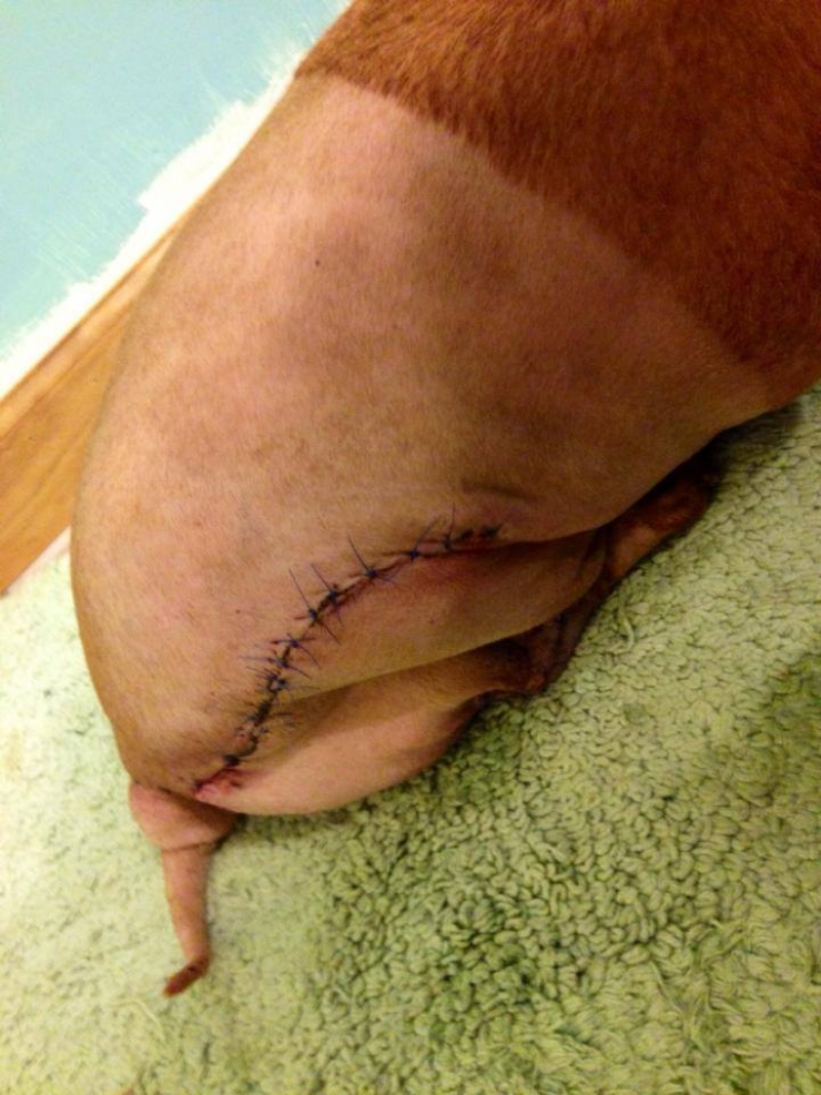 Illustration de l'article : Nourrit de cochonneries et maltrait&eacute; dans son ancien foyer, ce teckel ob&egrave;se perd 20kg !