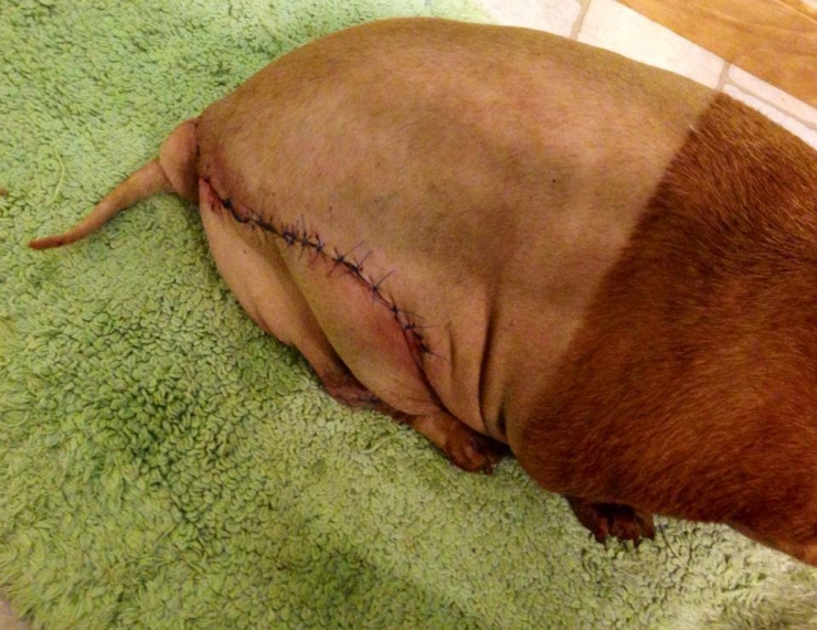 Illustration de l'article : Nourrit de cochonneries et maltrait&eacute; dans son ancien foyer, ce teckel ob&egrave;se perd 20kg !