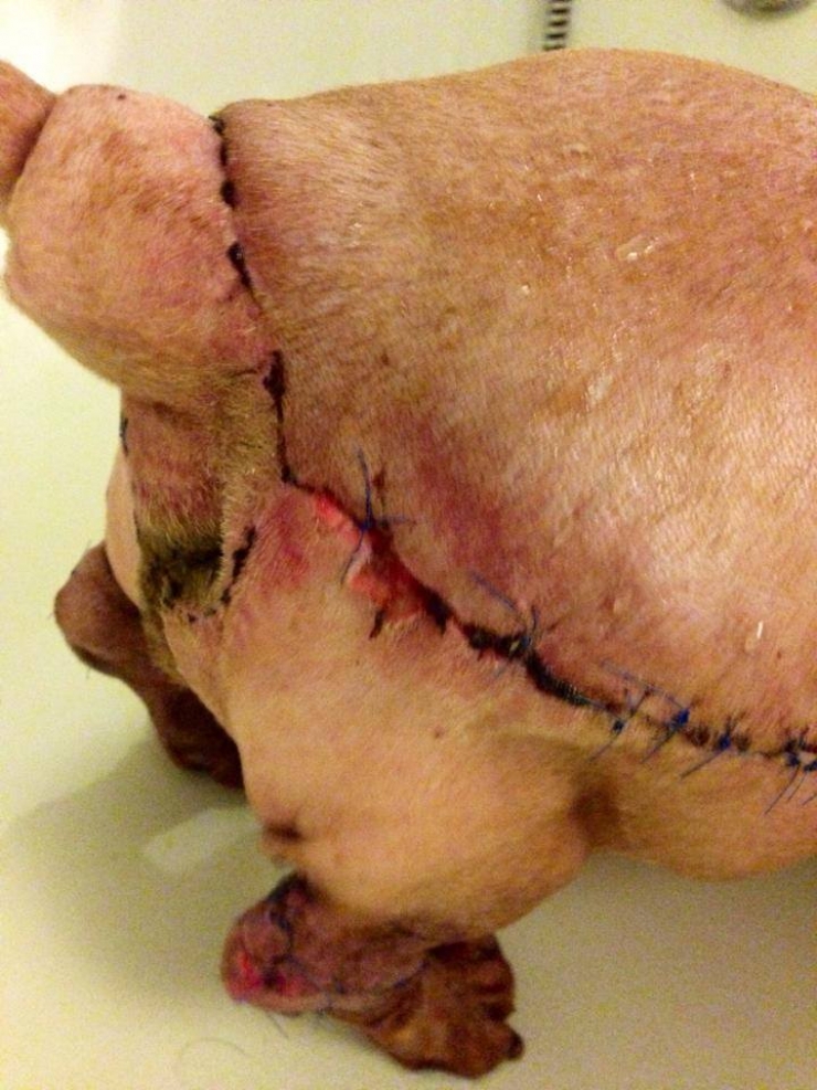 Illustration de l'article : Nourrit de cochonneries et maltrait&eacute; dans son ancien foyer, ce teckel ob&egrave;se perd 20kg !