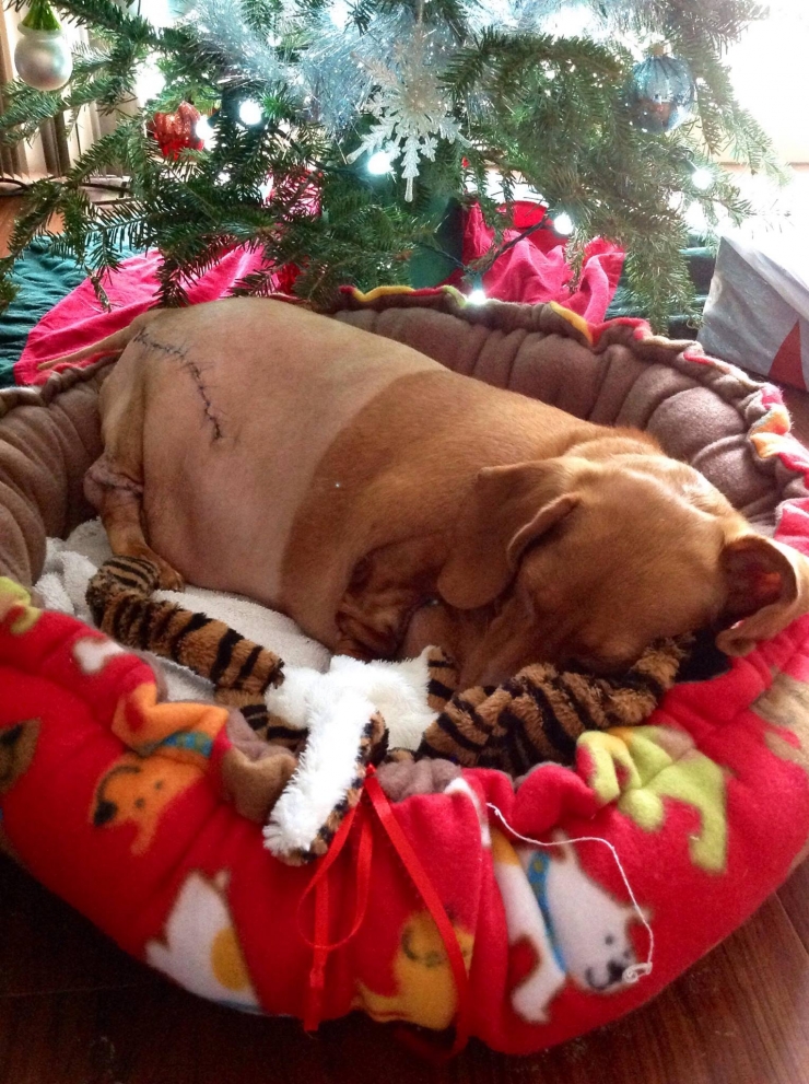 Illustration de l'article : Nourrit de cochonneries et maltrait&eacute; dans son ancien foyer, ce teckel ob&egrave;se perd 20kg !