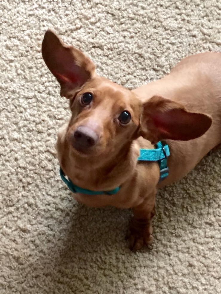 Illustration de l'article : Nourrit de cochonneries et maltrait&eacute; dans son ancien foyer, ce teckel ob&egrave;se perd 20kg !