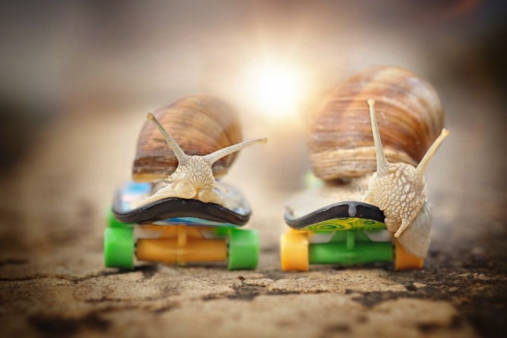 Illustration de l'article : Les escargots vus par la photographe Gabi Stickler