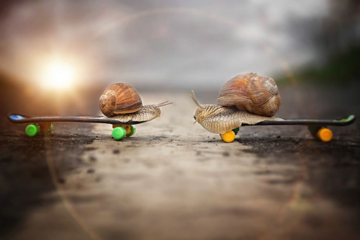 Illustration de l'article : Les escargots vus par la photographe Gabi Stickler