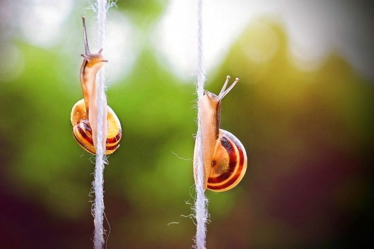 Illustration de l'article : Les escargots vus par la photographe Gabi Stickler
