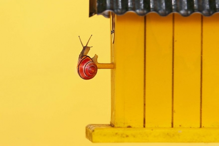 Illustration de l'article : Les escargots vus par la photographe Gabi Stickler