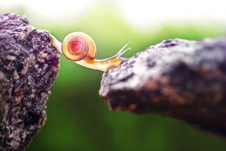 Illustration de l'article : Les escargots vus par la photographe Gabi Stickler