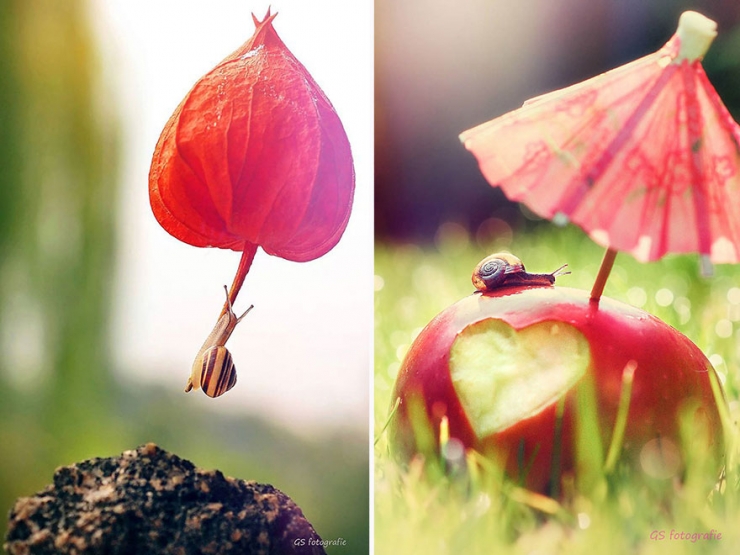 Illustration de l'article : Les escargots vus par la photographe Gabi Stickler