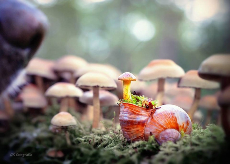 Illustration de l'article : Les escargots vus par la photographe Gabi Stickler