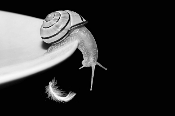 Illustration de l'article : Les escargots vus par la photographe Gabi Stickler