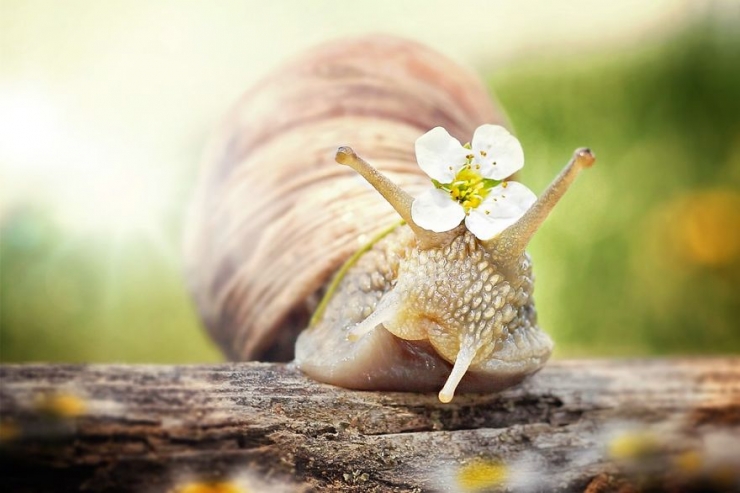 Illustration de l'article : Les escargots vus par la photographe Gabi Stickler